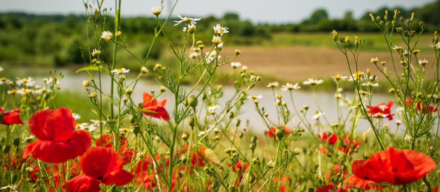 Biodiversity - Stenstrup claypit