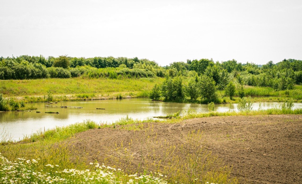 Biodiversity - Stenstrup claypit